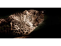 Bondecor Obraz, tlačené plátno Animal 50 x 100 cm