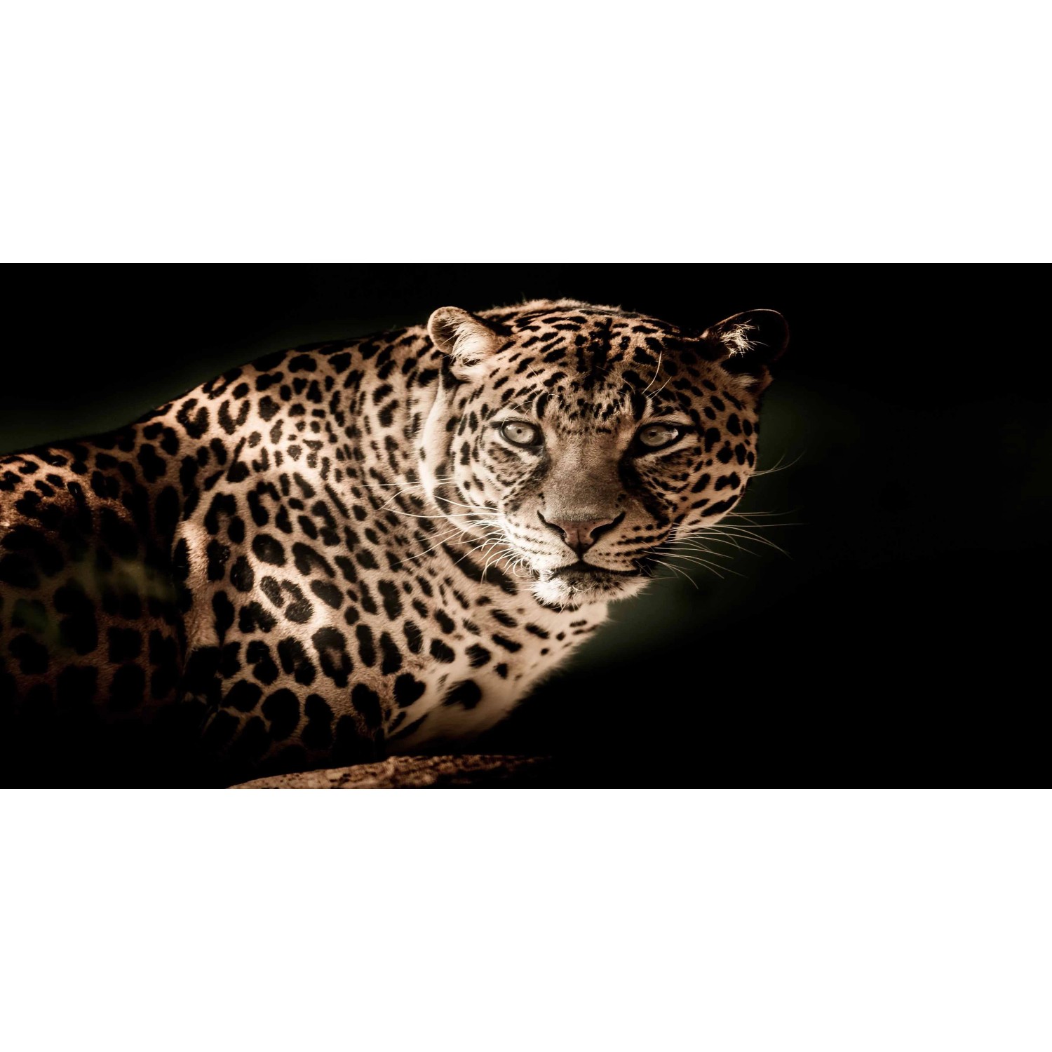 E-shop Bondecor Obraz, tlačené plátno Animal 50 x 100 cm