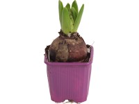 Hyacint (Hyacinthus) 