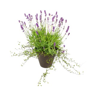 GROW by OBI Modrá levanduľa s Mühlenbeckiou v kvetináči, cca 16 cm Ø. Voňavá rastlina v kvetináči na balkón a do záhrady.