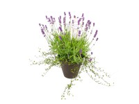 GROW by OBI Levanduľa úzkolistá modrá a muehlenbeckie v kvetináči pr. 16 cm