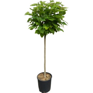 Guľový trúbkovec (Catalpa) v kvetináči, cca 110 cm vysoký, zelené listy. Ideálny ako strom pre dom, záhradu alebo terasu.