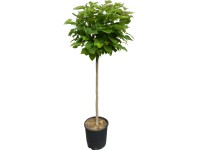 OBI Katalpa Bungeova výška cca 110 cm kvetináč cca 18 l Catalpa