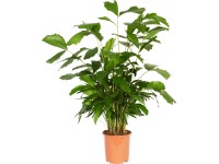 Vysokokmenná karyota výška cca 130 cm priemer kvetináča cca 27 cm Caryota mitis