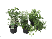 SK-Flora Zmes byliniek odrezané rôzne druhy pr. cca 9 cm