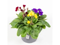 GROW by OBI Prvosienka vyššia (Primula elatior) 