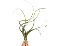 Tilandsia rôzne druhy výška cca 6 cm Tillandsia