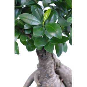 Bonsai Ficus Ginseng so zelenými listami a výraznými vzdušnými koreňmi v kvetináči.