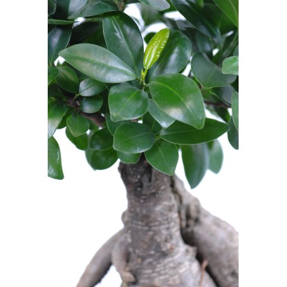 Bonsaj Ficus "Ginseng" výška cca 10 - 15 cm priemer cca 6 cm Ficus microcarpa