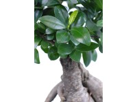 Bonsaj Ficus 