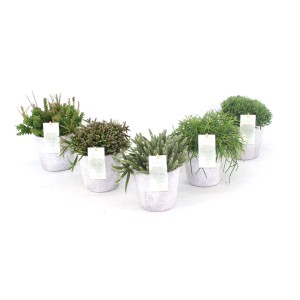 Rôzne druhy kaktusov Rhipsalis v keramických kvetináčoch, výška cca 20 cm. Výber sukulentov.