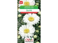 Semienka Margaréta lužná žltá (Chrysanthemum leucanthemum superbum)