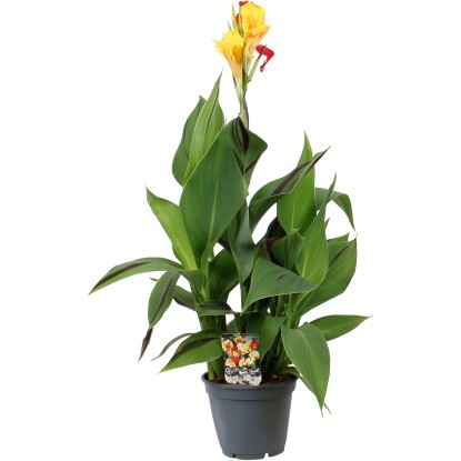 Dosna (Canna), pr. kv. 23 cm