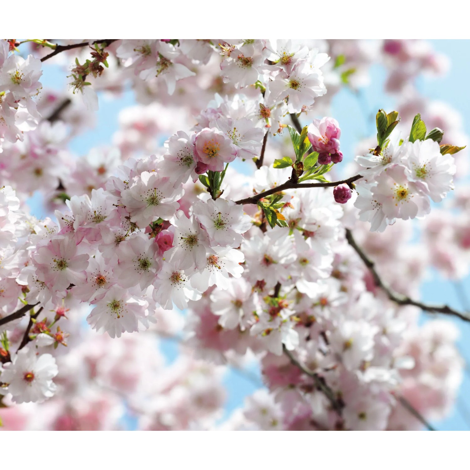 E-shop Komar Vliesová fototapeta Spring 300 x 250 cm