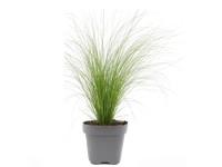 GROW by OBI Kavyl perovitý (Stipa tenuissima) 