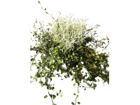 Mulenbekie/svätolina cyprušteková (Mühlenbeckia Santolina) Duo, pr. kv. 11 cm