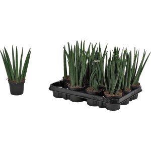 Svokrin jazyk Sansevieria zeylanica 'Fan' v kvetináči 12 cm, nenáročná sukulentná rastlina.