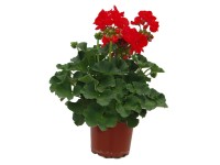Muškát vzpriamený - Pelargónia páskatá (Pelargonium zonale) pr. 10,5 cm Muškát vzpriamený - Pelargónia páskatá (Pelargonium zonale) pr. 10,5 cm