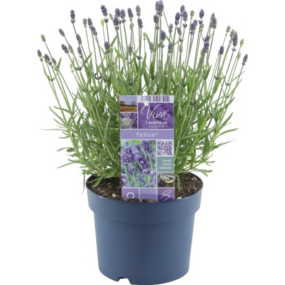 Levanduľa "Felice" priemer kvetináča cca 17 cm