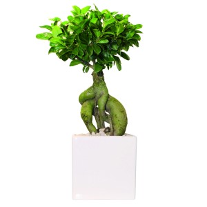 Ginseng Bonsai (Ficus microcarpa) v bielom keramickom kvetináči, výška cca 20-30 cm.