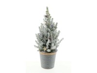 Smrek sivý (Picea glauca), pozink. kvetináč, so snehovou dekor., pr. kv. 15 cm