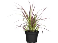 OBI Imperáta valcovitá 