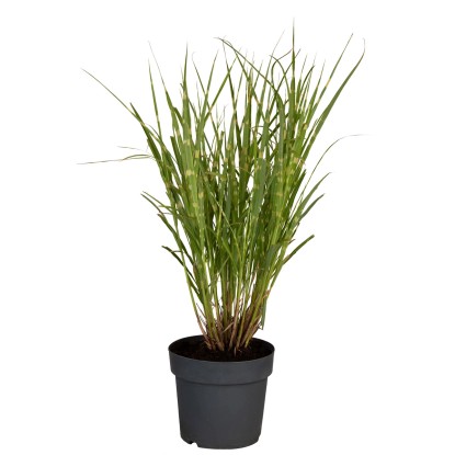 GROW by OBI Ozdobnica čínska (Miscanthus Sinensis Strictus), pr. kvetináča 28 cm