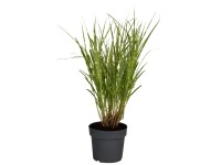 GROW by OBI Ozdobnica čínska (Miscanthus Sinensis Strictus), pr. kvetináča 28 cm