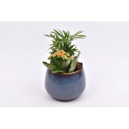 Aranžmán s kolopejkou a chamaedoreou v modrom keram. kvetináči, pr. kv. 14 cm