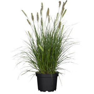 Perovec 'Hameln' v kvetináči, cca 60 cm vysoký, zelené stonky s kvetenstvami.
