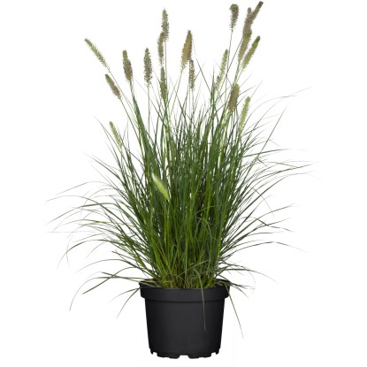 Grow by OBI Dochan psárovitý Hameln neskoro., pr. kv. 19 cm