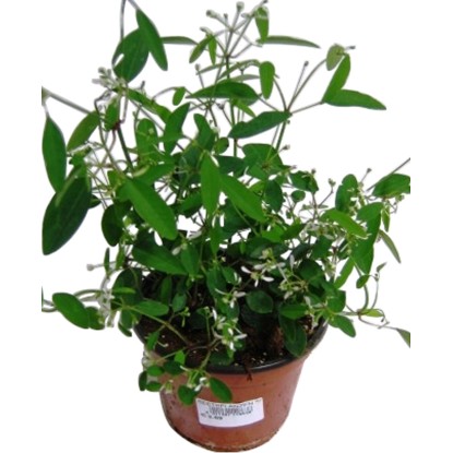 OBI Mliečnik ľubovníkolistý priemer kvetináča cca 12 cm Euphorbia