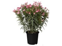 Landgard Oleander obyčajný (Nerium oleander) výška 40-60 cm, pr. 22 cm