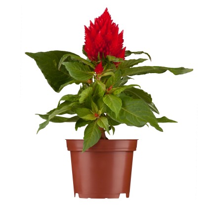 Nevadlec (Celosia argentea), pr. kv. cca 11 cm