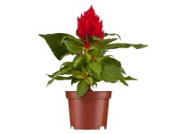 Nevadlec (Celosia argentea), pr. kv. cca 11 cm