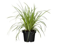 Grow by OBI Ostrice japonská Ice Dance, pr. kv. 14 cm