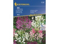 Kiepenkerl Kleoma tŕnitá Mix