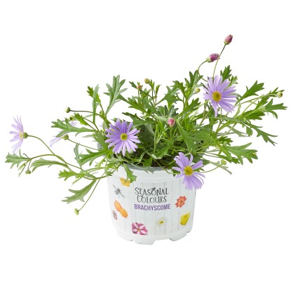 Všelicha (Brachyscome), pr. kv. cca 10,5 cm