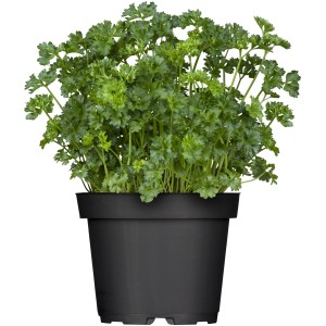 Kučeravá petržlen v kvetináči (cca 11 cm Ø), kuchynské bylinky do záhona aj kuchyne.
