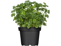 Petržlen Krause priemer kvetináča cca 11 cm