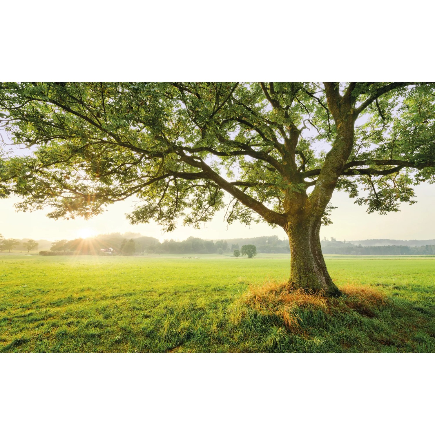 E-shop Komar Vliesová fototapeta The Magic Tree 450 x 280 cm