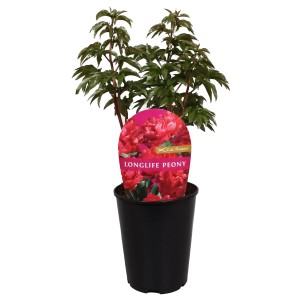 Pivonka Long Life Red v kvetináči, priemer cca 19 cm. Okrasná záhradná rastlina.