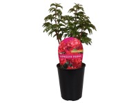 Royal Lemkes Pivonka (Paeonia) 