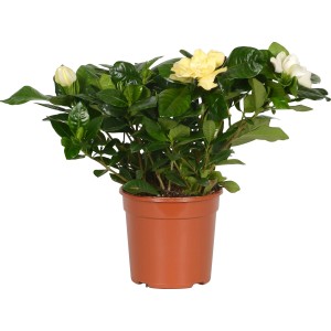Gardénia v kvetináči s bielymi a žltými kvetmi, priemer kvetináča cca 13 cm.