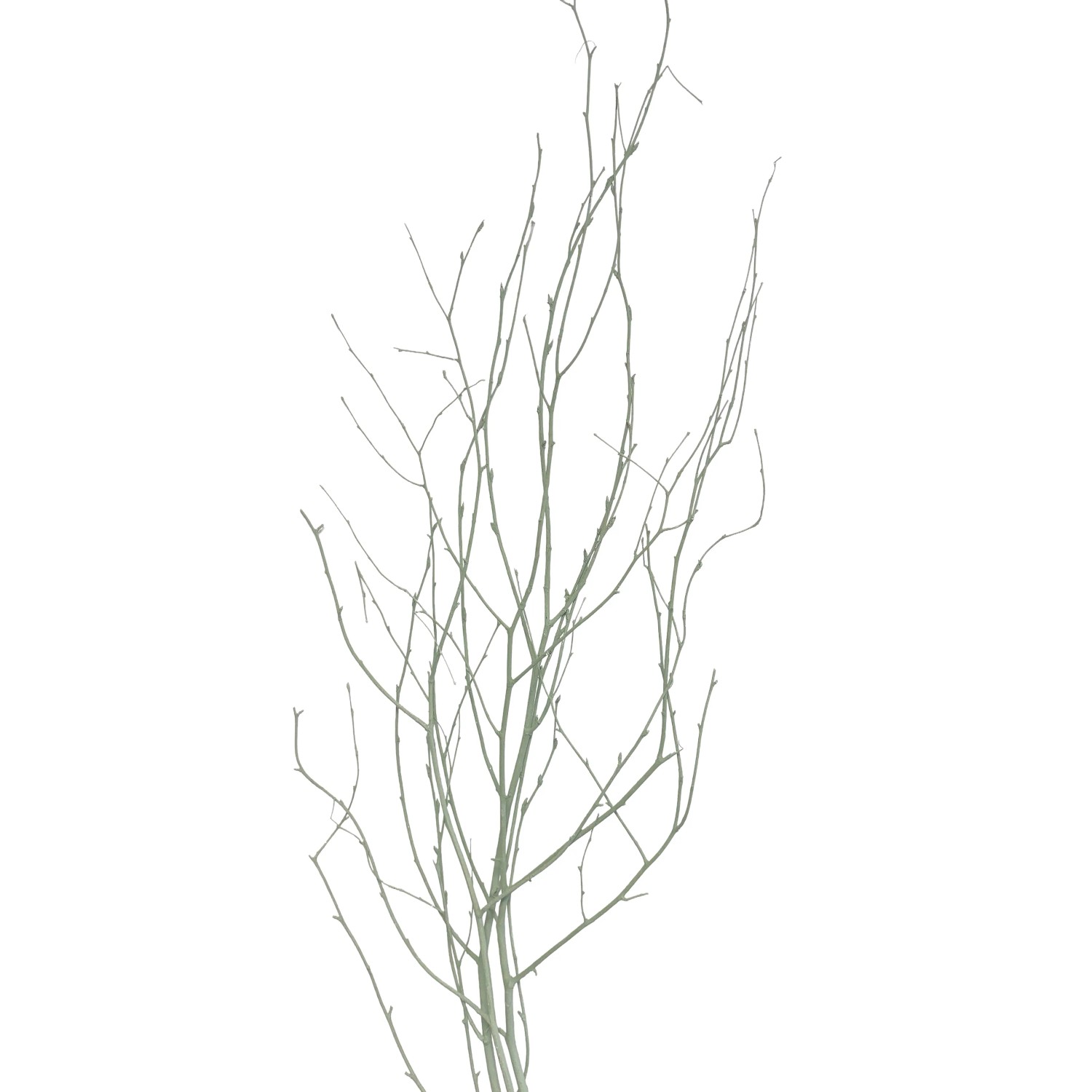 E-shop Star Home Decor Brezové vetvičky zväzok Betula pastelovo zelené 110cm