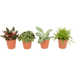 Rôzne druhy peperomií (Peperomia) v kvetináčoch s priemerom 5,5 cm.