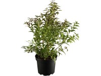 OBI Trojpuk (Deutzia) biely, výška 30-50 cm, cca 3,5 l
