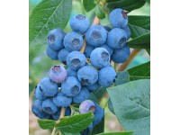 Čučoriedka kanadská (Vaccinium corymbosum) 