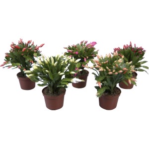 Vianočný kaktus (Schlumbergera) rôznych farieb v hnedom kvetináči, priemer kvetináča cca 11,5 cm.