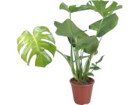Monstera skvelá (M. deliciosa), výška cca 60 cm, pr. kv. 17 cm